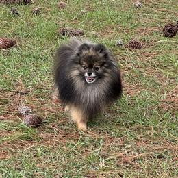 Darwin - Wolf sable male Pomeranian puppy in Lyons, Georgia from Its a Poms Life Kennel