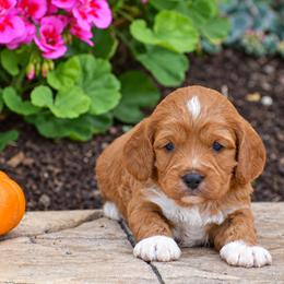 Ben - Red male Cavapoo puppy in Gap, Pennsylvania from Country View Puppies ( License 18816)