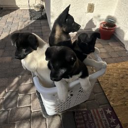 Akita Puppies from Gloe Akita's