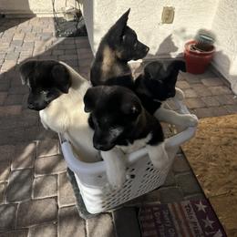 Akita Puppies from Gloe Akita's