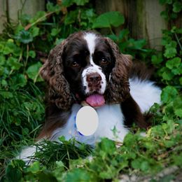 Daisy - Cocker Spaniel