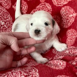 Stormy - Merle female Cockapoo puppy in Salem, Oregon from Capital Doodles