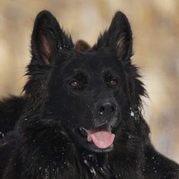 Raven  - German Shepherd