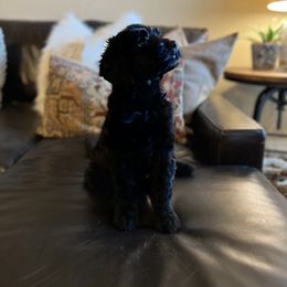 Goldendoodle Puppies from Mountainwest Goldendoodles