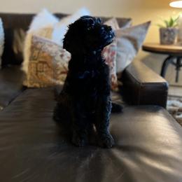 Goldendoodle Puppies from Mountainwest Goldendoodles