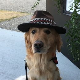 Tukie, T, Dusty. - Golden Retriever