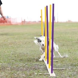 Harpy - Border Collie