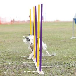 Harpy - Border Collie