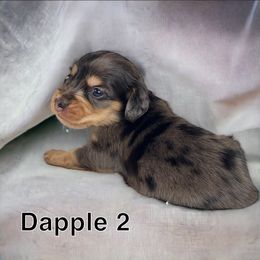 Border Collie, Dachshund, and Pembroke Welsh Corgi Puppies from Whisenhunt Farms