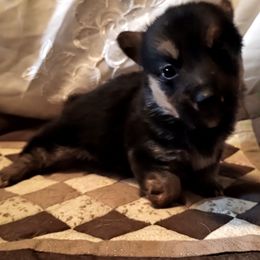 Special needs - Black and tan female American Corgi puppy in Pioneer, Michigan from Country Corners Corgis