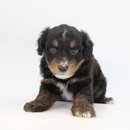 Skipper - Black tri-color male Aussiedoodle puppy in Foxworth, Mississippi from Ten Mile Aussies