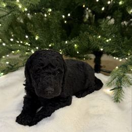 Henry - Black male Poodle puppy in Roseville, California from Aura & Luxe Poodles