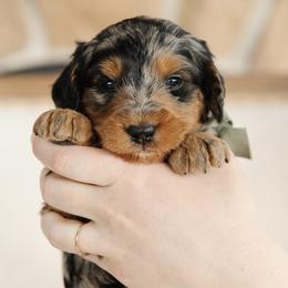 'Basil' Green Collar Male - Merle male Bernedoodle puppy in Kamas, Utah from A + E Farms