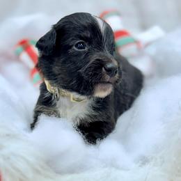 Tan collar with tail - Black tri male Miniature Australian Shepherd puppy in 32046, Florida from River Hill Ranch