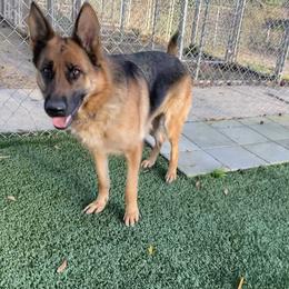 German Shepherd All Grown Up from Angel Oak German Shepherds