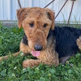 Airedale Terriers and Shiba Inu from Yoder’s Airedale Terriers