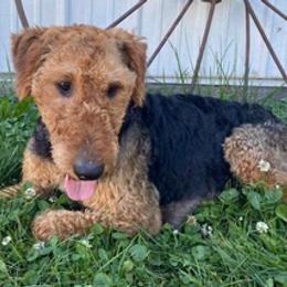 Airedale Terriers and Shiba Inu from Yoder’s Airedale Terriers