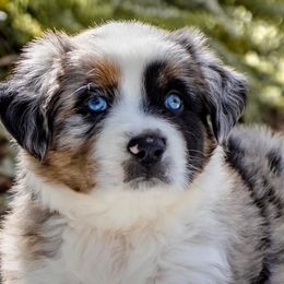 Miniature Australian Shepherds from Gable A Aussies