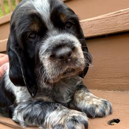 Rocky (Blue) - Black white and tan male English Springer Spaniel puppy in Conifer, Colorado from Majestic Mountain Springs