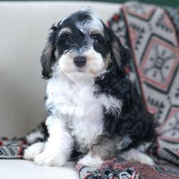 Percy (socialization program student) - Tri-color male Bernedoodle puppy in Dundee, Ohio from Down Home Doodle