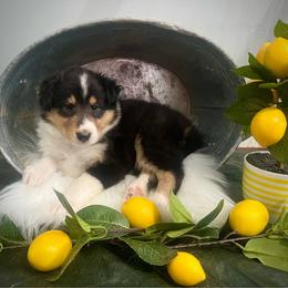Angelica Pickles - Black white and tan female Collie puppy in Chilhowie, Virginia from Jolly Collies