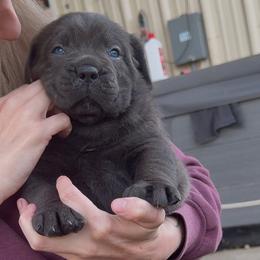 Cane Corso Puppies from Venom Cane Corsos