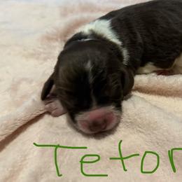 Teton - Liver white and roan male English Springer Spaniel puppy in Pensacola, Florida from LeichtHouse Kennel