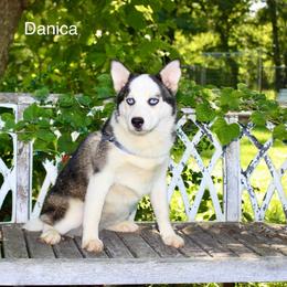 Danica - Gray and white female Pomsky puppy in Murfreesboro, Tennessee from Middle Tennessee Pomskies
