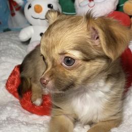 Chihuahua Puppies from Pikanoo Pups