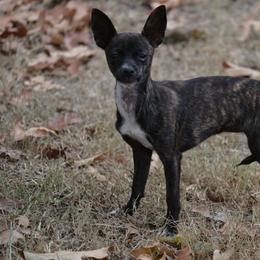 Betsey Boop - Chocolate brindled fawn female Chihuahua puppy in Seneca, Missouri from Stephanie’s Puppy Colony