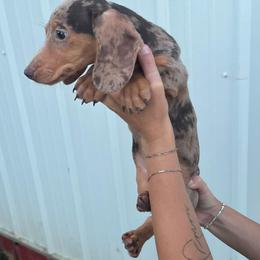 Daisy - Dapple female Dachshund puppy in Oklahoma from Rockin’ S Kennel