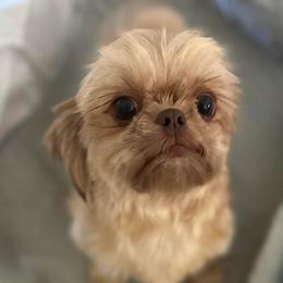Tippy - Shih Tzu