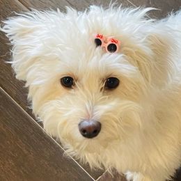 Lila - Maltipoo