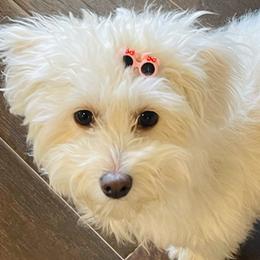 Lila - Maltipoo