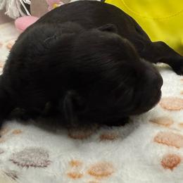 Sparrow - Black male Maltipoo puppy in Colonial Beach, Virginia from BeachRidge Pups