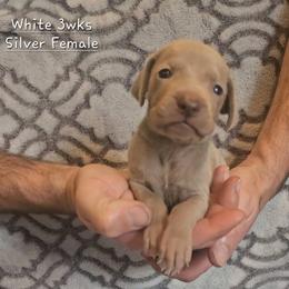 White Collar - Silver gray female Weimaraner puppy in Indiana from So-IN Weimaraner's