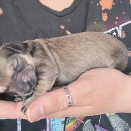 Peaches - Cream female Dachshund puppy in Fort Worth, Texas from The Holloway Dachshunds