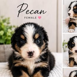 Pecan - Black tri-color female Australian Shepherd puppy in Traer, Iowa from Kelly's Australian Shepherds