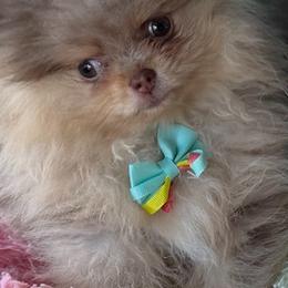 Simba - Chocolate merle male Pomeranian puppy in Gainesville, Texas from Pomtastic Pomeranians