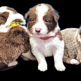 Stream - White and red male Border Collie puppy in Cedar Springs, Michigan from Lyncroft Border Collies