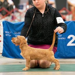 Basset Fauve de Bretagne and German Wirehaired Pointer Puppies from Afterhours German Wirehaired Pointers and Basset Fauve de Bretagne