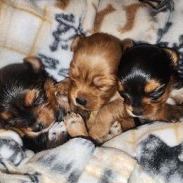 Yorkshire Terrier Puppies from Willow's Standards