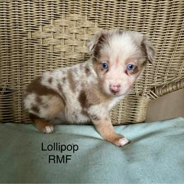 Girl 2 - Red merle female Miniature Australian Shepherd puppy in Roseville, California from Golden State Mini Aussies