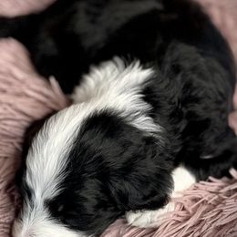 Bernedoodles, Goldendoodles, Poodles, and Sheepadoodles from Dapper Doodle Pups