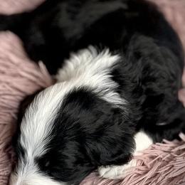 Bernedoodles, Goldendoodles, Poodles, and Sheepadoodles from Dapper Doodle Pups