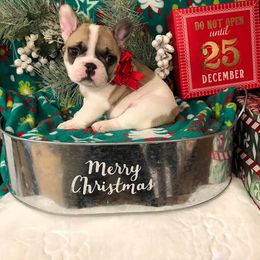 French Bulldog and Pembroke Welsh Corgi Puppies from Top Shelf Corgis and Frenchies
