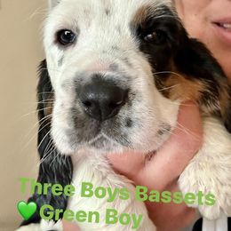Basset Hound Puppies from Three Boys Bassets