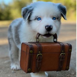 Roxie - Red merle female Miniature Australian Shepherd puppy in Luling, Texas from Little Wood Toy and Mini Aussies