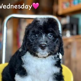 Wednesday - Black tri-color female Aussiedoodle puppy in Lancaster, Minnesota from Finney Ranch