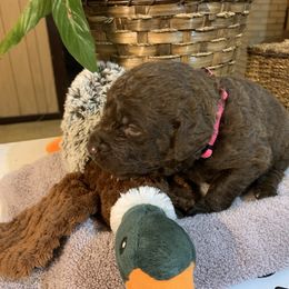 Dixie - Dark brown Chesapeake Bay Retriever puppy in Yellville, Arkansas from Two Rivers Chesapeakes